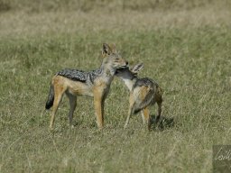 Western_Corridor_(Kirawira)2003-109